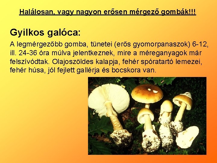 Halálosan, vagy nagyon erősen mérgező gombák!!! Gyilkos galóca: A legmérgezőbb gomba, tünetei (erős gyomorpanaszok)