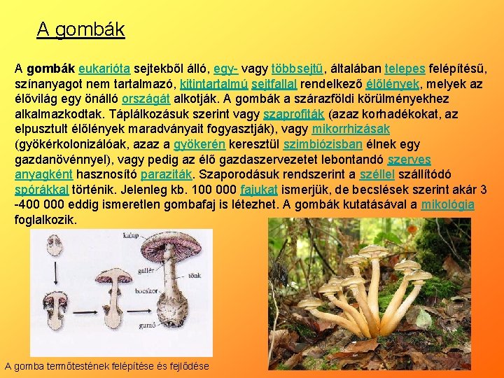 A gombák eukarióta sejtekből álló, egy- vagy többsejtű, általában telepes felépítésű, színanyagot nem tartalmazó,