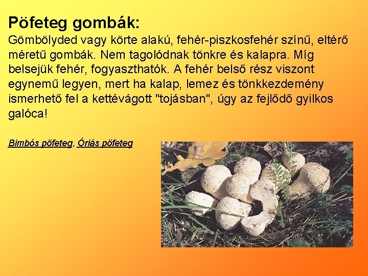 Pöfeteg gombák: Gömbölyded vagy körte alakú, fehér-piszkosfehér színű, eltérő méretű gombák. Nem tagolódnak tönkre