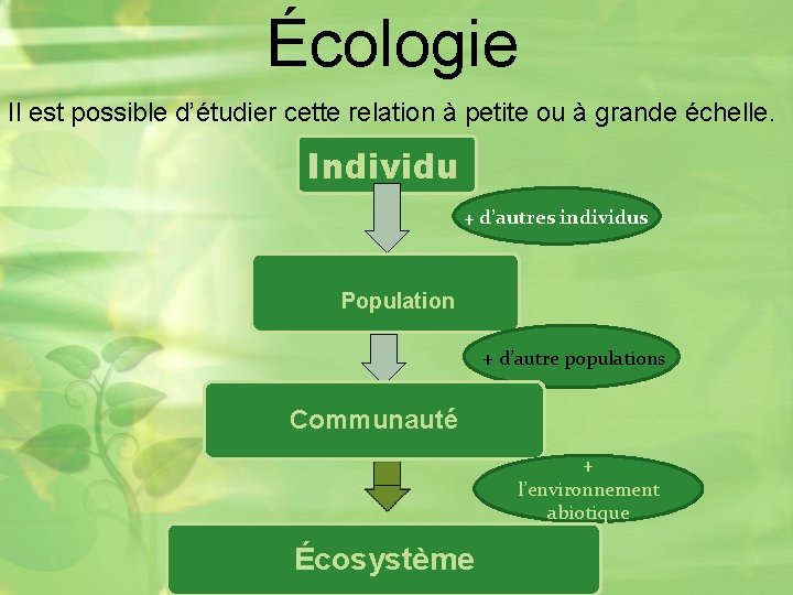 Écologie Il est possible d’étudier cette relation à petite ou à grande échelle. Individu