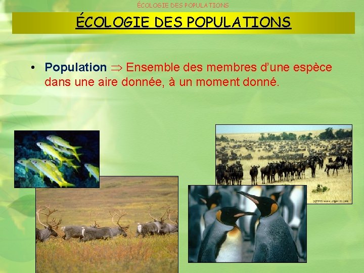 ÉCOLOGIE DES POPULATIONS • Population Ensemble des membres d’une espèce dans une aire donnée,