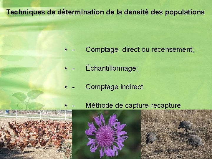 Techniques de détermination de la densité des populations • - Comptage direct ou recensement;