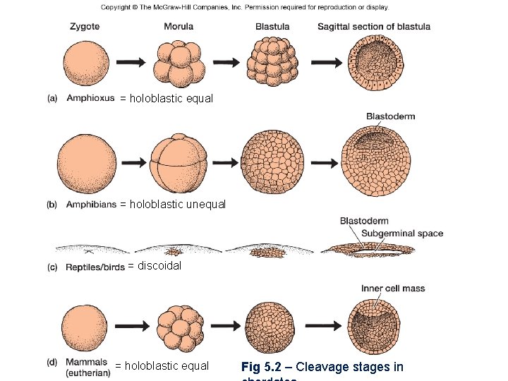 = holoblastic equal = holoblastic unequal = discoidal = holoblastic equal Fig 5. 2