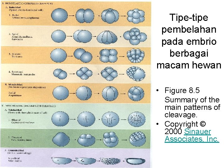 Tipe-tipe pembelahan pada embrio berbagai macam hewan • Figure 8. 5 Summary of the