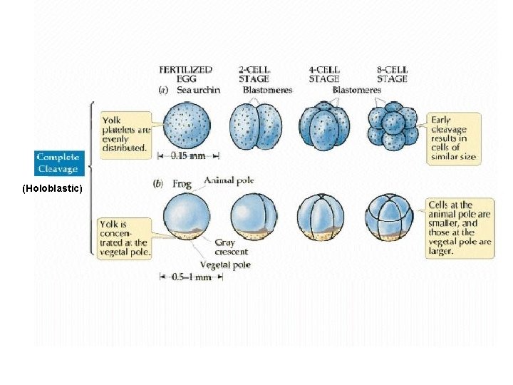 (Holoblastic) 