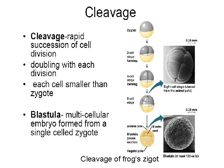 Cleavage of frog’s zigot 