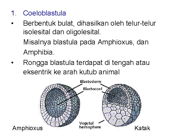 1. Coeloblastula • Berbentuk bulat, dihasilkan oleh telur-telur isolesital dan oligolesital. Misalnya blastula pada