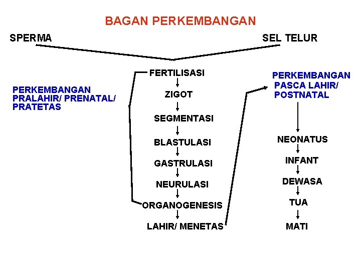 BAGAN PERKEMBANGAN SPERMA SEL TELUR FERTILISASI PERKEMBANGAN PRALAHIR/ PRENATAL/ PRATETAS ZIGOT PERKEMBANGAN PASCA LAHIR/