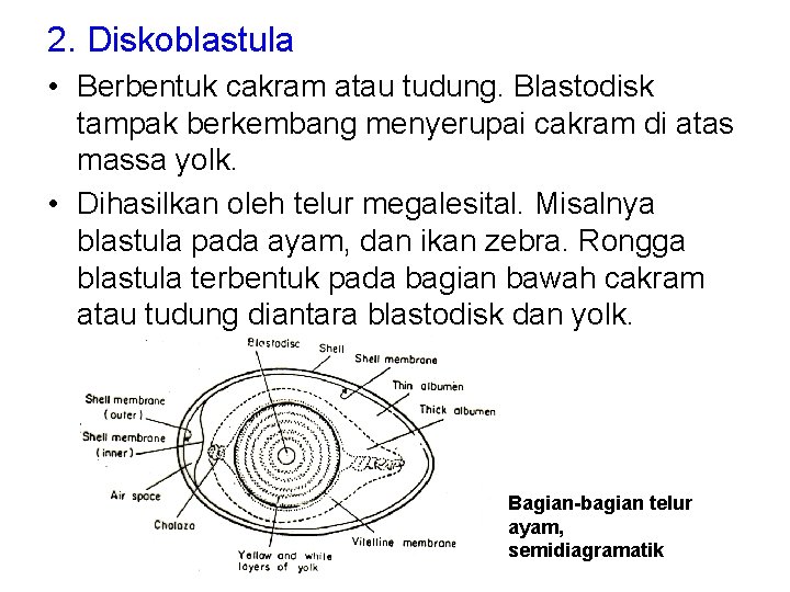 2. Diskoblastula • Berbentuk cakram atau tudung. Blastodisk tampak berkembang menyerupai cakram di atas