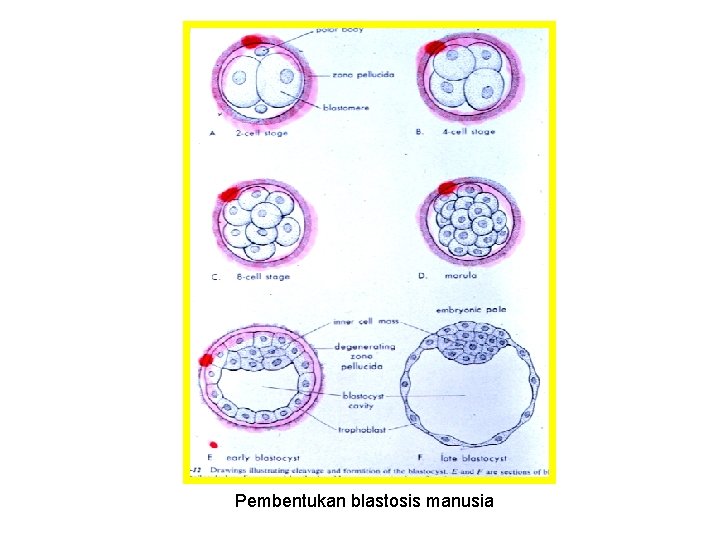 Pembentukan blastosis manusia 