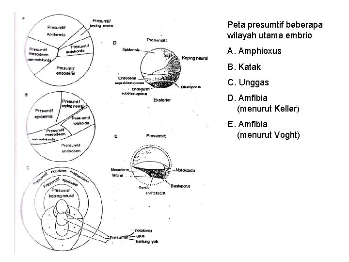 Peta presumtif beberapa wilayah utama embrio A. Amphioxus B. Katak C. Unggas D. Amfibia