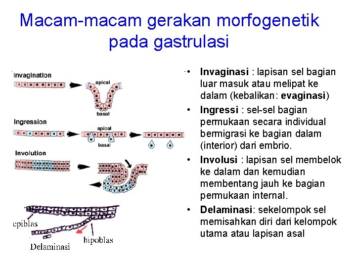 Macam-macam gerakan morfogenetik pada gastrulasi • Invaginasi : lapisan sel bagian luar masuk atau