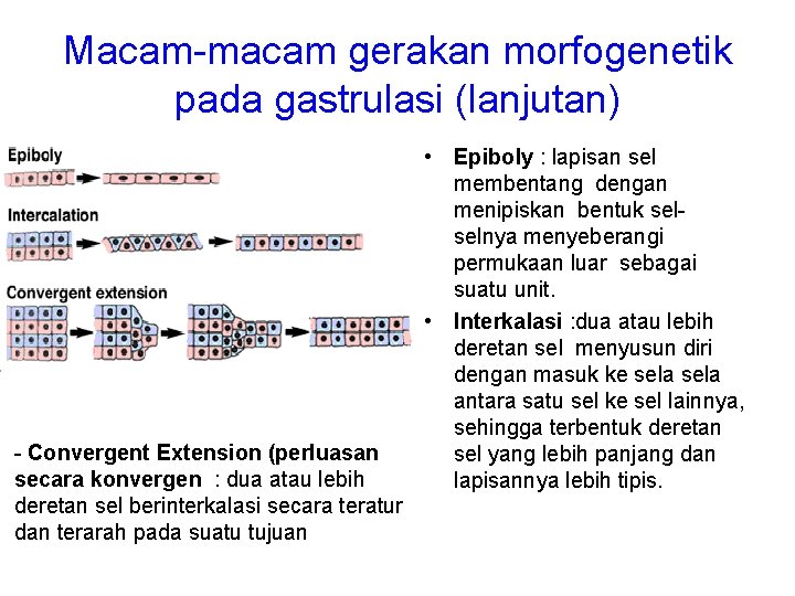 Macam-macam gerakan morfogenetik pada gastrulasi (lanjutan) - Convergent Extension (perluasan secara konvergen : dua