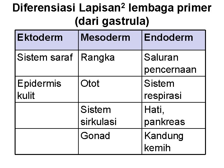 Diferensiasi Lapisan 2 lembaga primer (dari gastrula) Ektoderm Mesoderm Sistem saraf Rangka Epidermis kulit