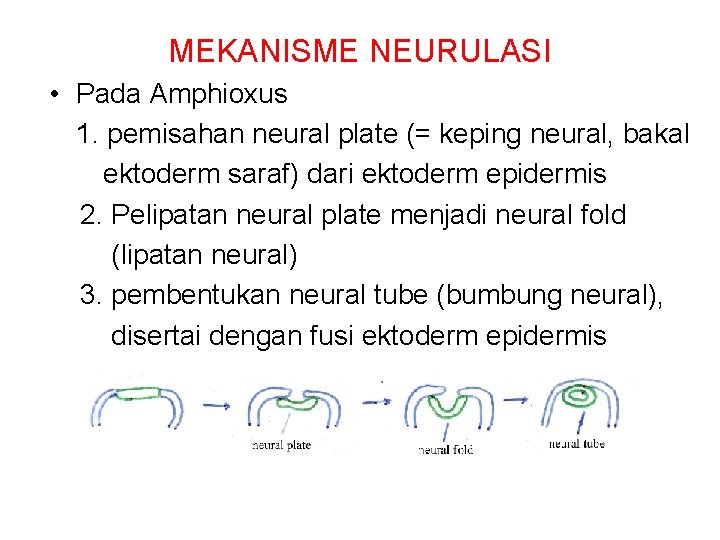 MEKANISME NEURULASI • Pada Amphioxus 1. pemisahan neural plate (= keping neural, bakal ektoderm