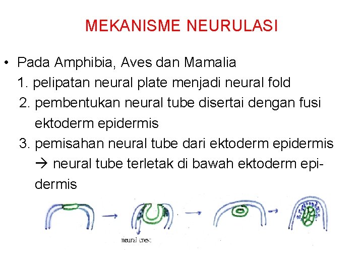 MEKANISME NEURULASI • Pada Amphibia, Aves dan Mamalia 1. pelipatan neural plate menjadi neural