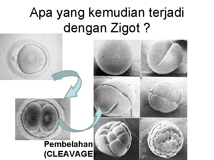 Apa yang kemudian terjadi dengan Zigot ? Pembelahan (CLEAVAGE) 