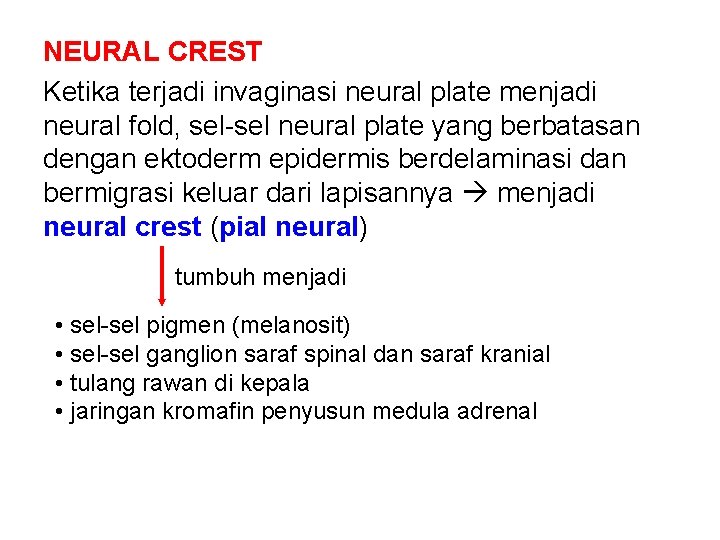 NEURAL CREST Ketika terjadi invaginasi neural plate menjadi neural fold, sel-sel neural plate yang