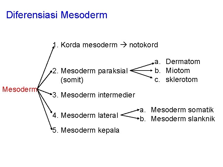 Diferensiasi Mesoderm 1. Korda mesoderm notokord 2. Mesoderm paraksial (somit) Mesoderm a. Dermatom b.