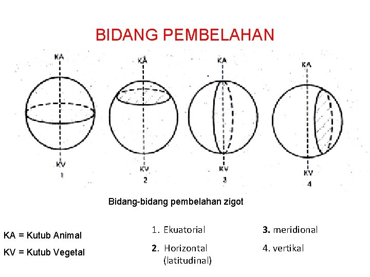 BIDANG PEMBELAHAN Bidang-bidang pembelahan zigot KA = Kutub Animal KV = Kutub Vegetal 1.