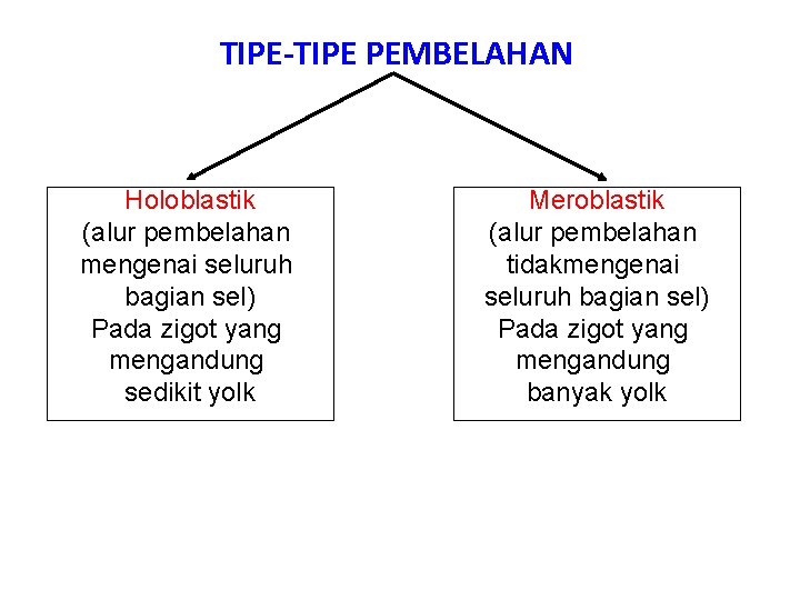 TIPE-TIPE PEMBELAHAN Holoblastik (alur pembelahan mengenai seluruh bagian sel) Pada zigot yang mengandung sedikit