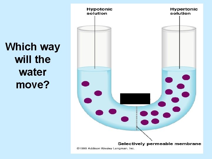 Which way will the water move? 