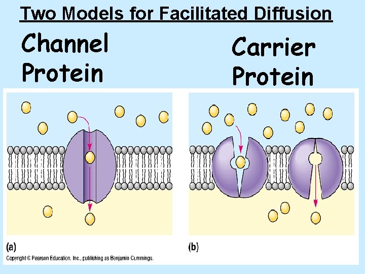 Two Models for Facilitated Diffusion Channel Protein Carrier Protein 