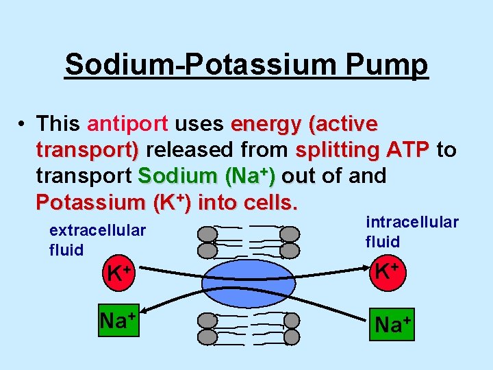 Sodium-Potassium Pump • This antiport uses energy (active transport) released from splitting ATP to