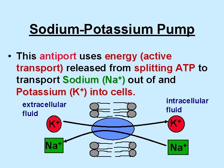 Sodium-Potassium Pump • This antiport uses energy (active transport) released from splitting ATP to Sodium-Potassium Pump • This antiport uses energy (active transport) released from splitting ATP to