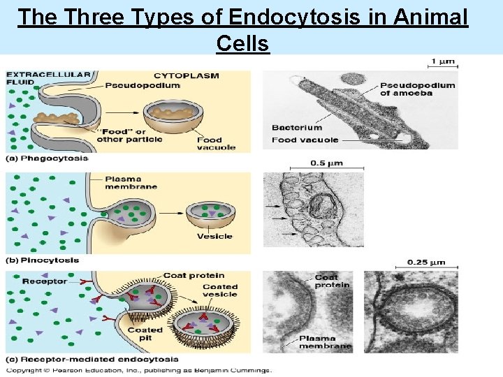 The Three Types of Endocytosis in Animal Cells 