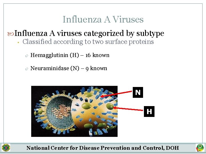 Influenza A Viruses Influenza A viruses categorized by subtype • Classified according to two