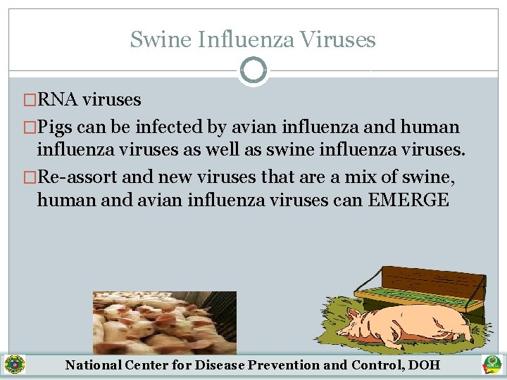 Swine Influenza Viruses �RNA viruses �Pigs can be infected by avian influenza and human
