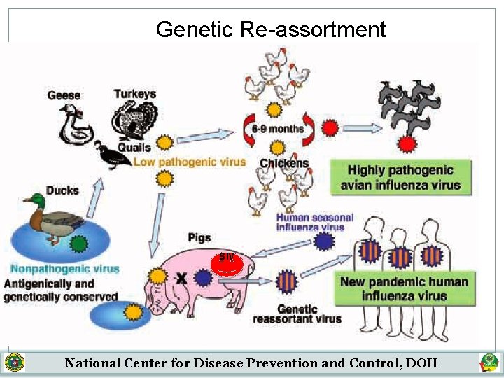 Genetic Re-assortment SIV National Center for Disease Prevention and Control, DOH 