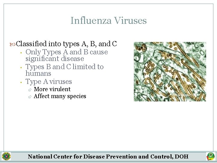 Influenza Viruses Classified into types A, B, and C • • • Only Types