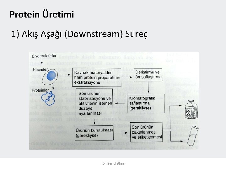 Protein Üretimi 1) Akış Aşağı (Downstream) Süreç Dr. Şenol Alan 