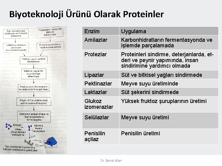 Biyoteknoloji Ürünü Olarak Proteinler Enzim Uygulama Amilazlar Karbonhidratların fermentasyonda ve işlemde parçalamada Protezlar Proteinleri