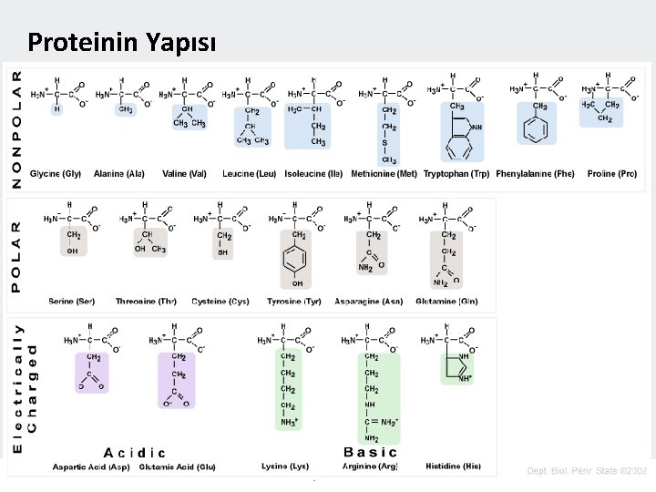 Proteinin Yapısı Dr. Şenol Alan 