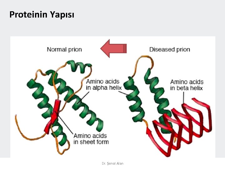 Proteinin Yapısı Dr. Şenol Alan 