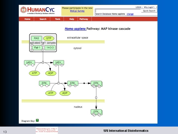 13 SRI International Bioinformatics 