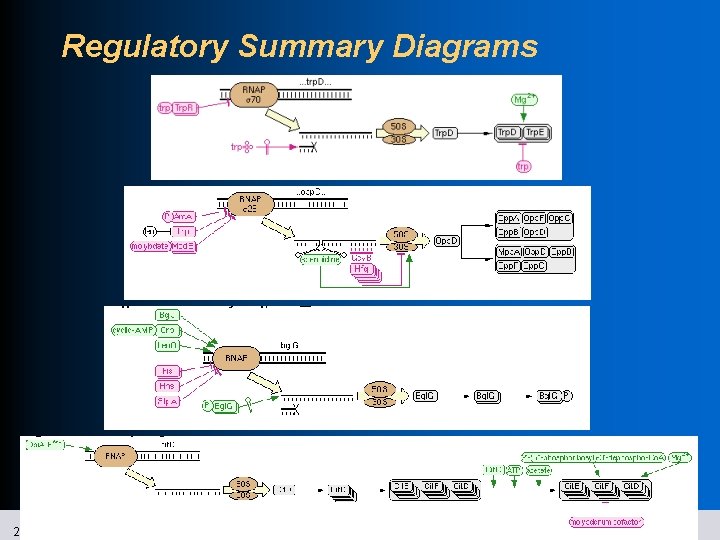 Regulatory Summary Diagrams 21 SRI International Bioinformatics 