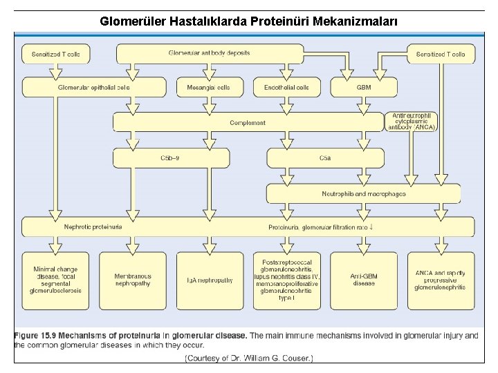 Glomerüler Hastalıklarda Proteinüri Mekanizmaları 