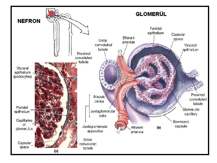 GLOMERÜL NEFRON 