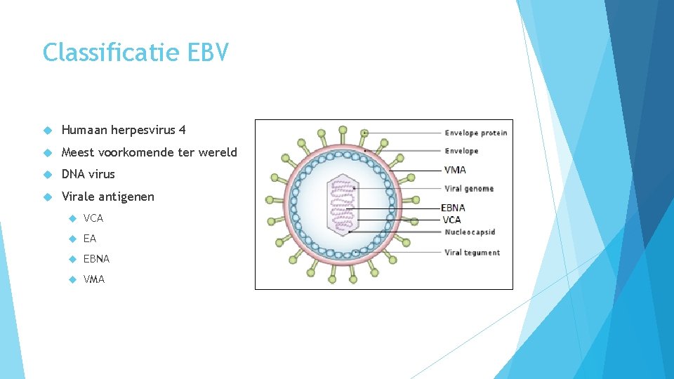 Classificatie EBV Humaan herpesvirus 4 Meest voorkomende ter wereld DNA virus Virale antigenen VCA