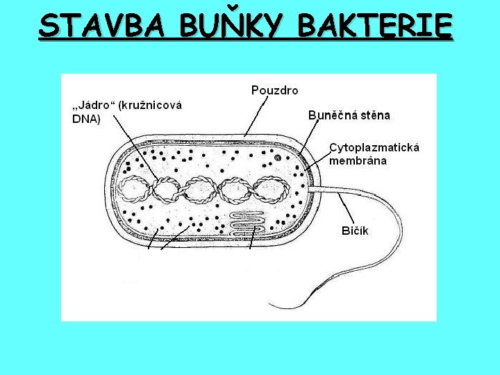 STAVBA BUŇKY BAKTERIE 