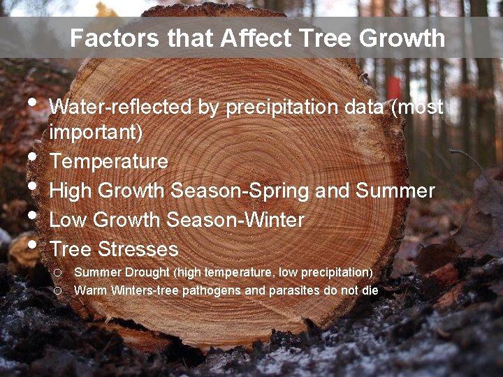 Factors that Affect Tree Growth • • • Water-reflected by precipitation data (most important)