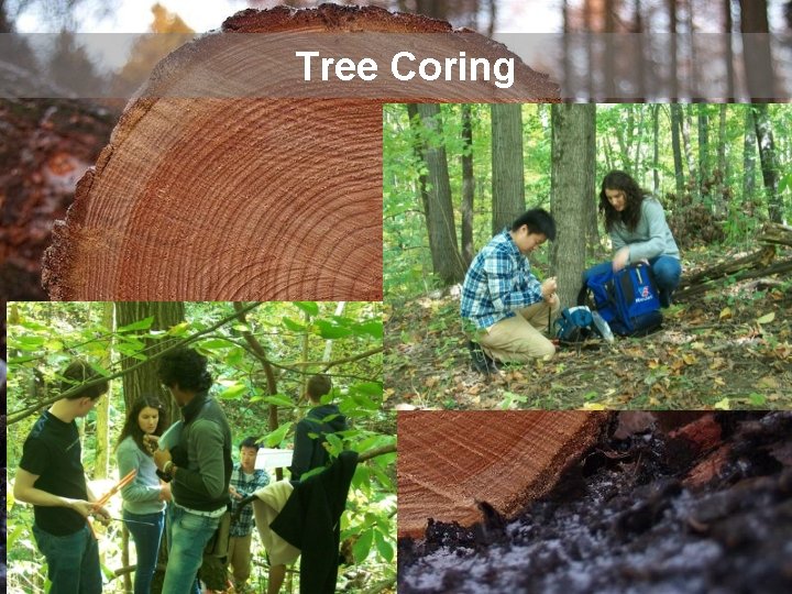 Tree Coring 