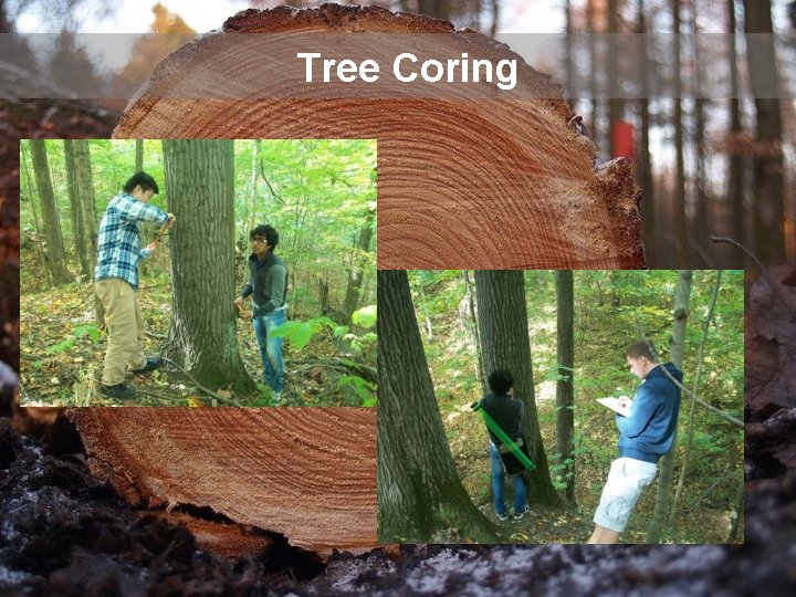 Tree Coring 
