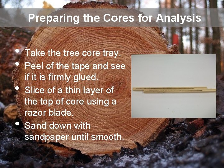 Preparing the Cores for Analysis • • Take the tree core tray. Peel of