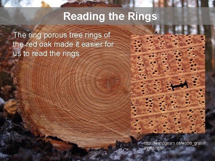 Reading the Rings The ring porous tree rings of the red oak made it