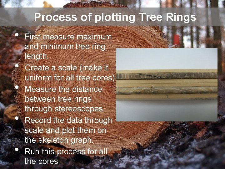 Process of plotting Tree Rings • • • First measure maximum and minimum tree